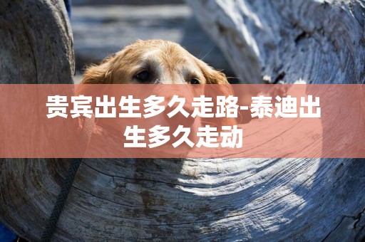 貴賓出生多久走路-泰迪出生多久走動