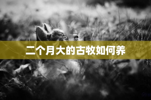 二個月大的古牧如何養