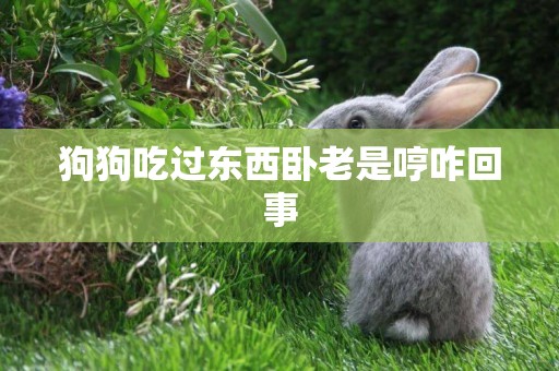 狗狗吃過東西臥老是哼咋回事