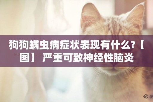 狗狗螨蟲病癥狀表現有什么?【圖】 嚴重可致神經性腦炎