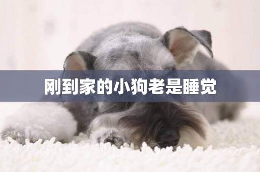剛到家的小狗老是睡覺