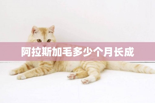 阿拉斯加毛多少個月長成