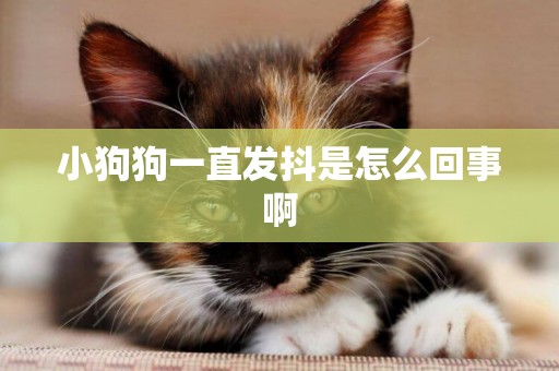 小狗狗一直發抖是怎么回事啊