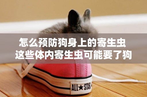 怎么預防狗身上的寄生蟲 這些體內寄生蟲可能要了狗命