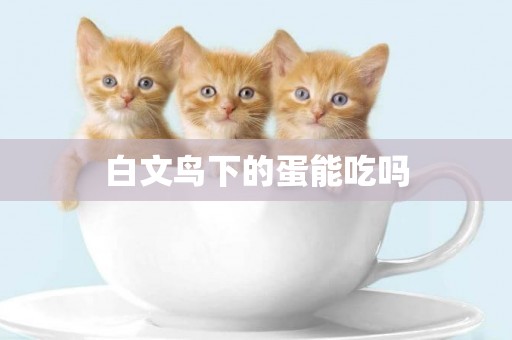 白文鳥下的蛋能吃嗎