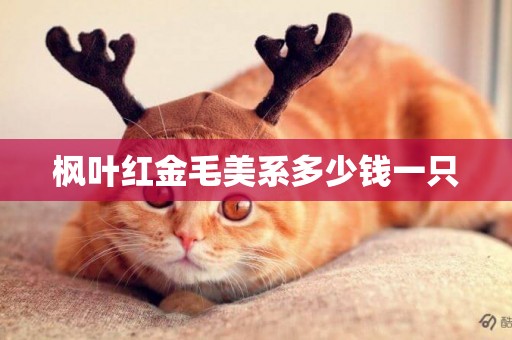 楓葉紅金毛美系多少錢一只