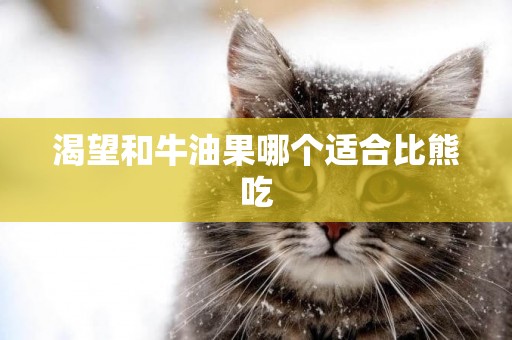 渴望和牛油果哪個適合比熊吃
