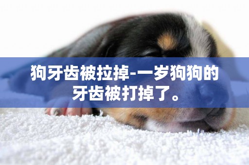 狗牙齒被拉掉-一歲狗狗的牙齒被打掉了。