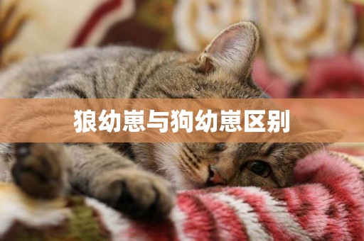 狼幼崽與狗幼崽區別