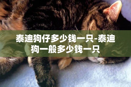 泰迪狗仔多少錢一只-泰迪狗一般多少錢一只