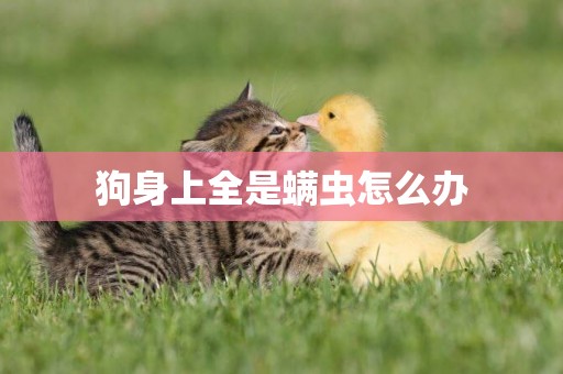 狗身上全是螨蟲怎么辦