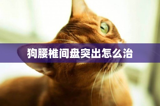狗腰椎間盤突出怎么治