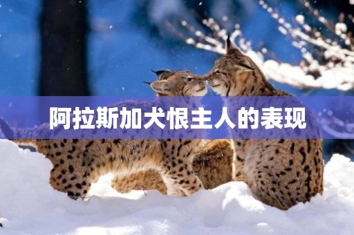 阿拉斯加犬恨主人的表現