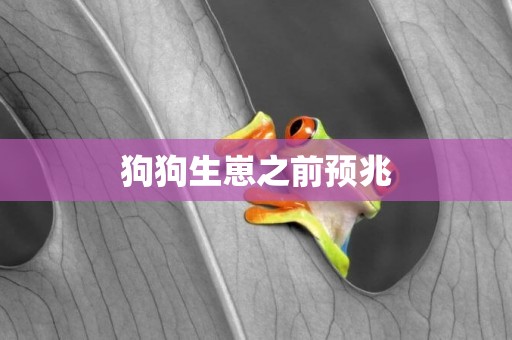 狗狗生崽之前預兆