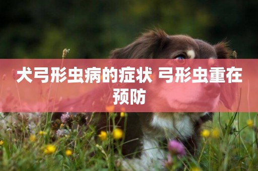 犬弓形蟲病的癥狀 弓形蟲重在預防