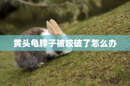 黃頭龜脖子被咬破了怎么辦