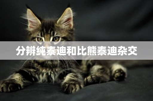 分辨純泰迪和比熊泰迪雜交