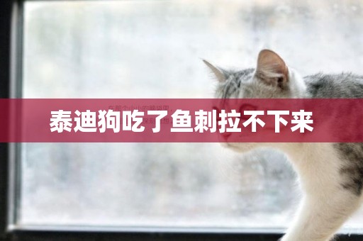 泰迪狗吃了魚刺拉不下來