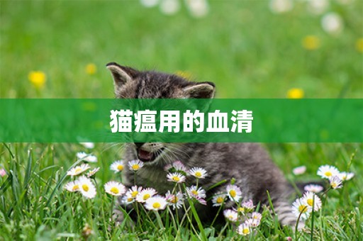 貓瘟用的血清