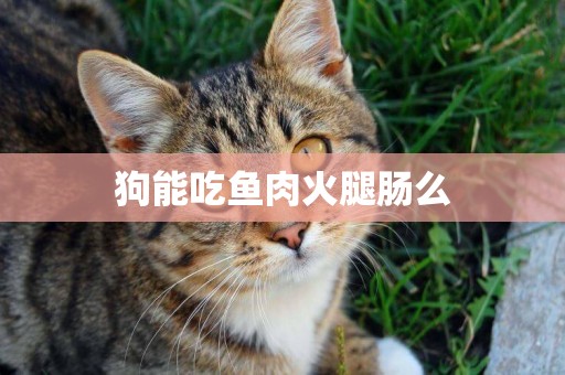 狗能吃魚肉火腿腸么
