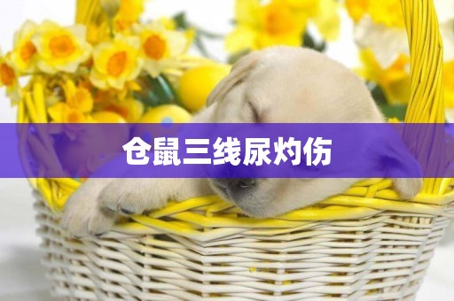 倉鼠三線尿灼傷