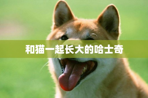 和貓一起長大的哈士奇