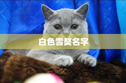 白色雪獒名字