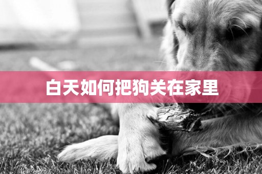 白天如何把狗關在家里