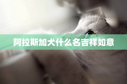 阿拉斯加犬什么名吉祥如意