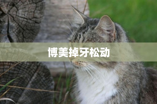 博美掉牙松動