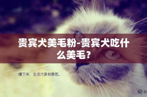 貴賓犬美毛粉-貴賓犬吃什么美毛？