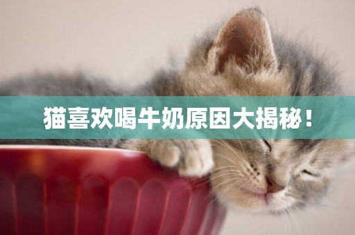 貓喜歡喝牛奶原因大揭秘! 貓喜歡喝牛奶原因大揭秘!