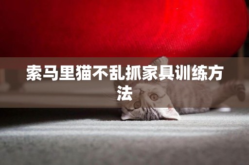 索馬里貓不亂抓家具訓練方法
