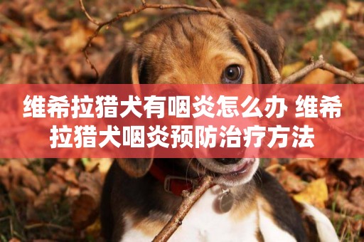 維希拉獵犬有咽炎怎么辦 維希拉獵犬咽炎預防治療方法
