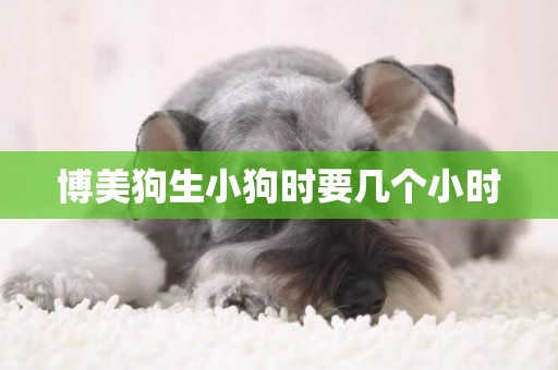 博美狗生小狗時要幾個小時