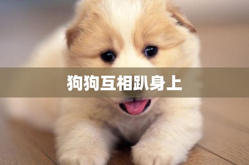 狗狗互相趴身上
