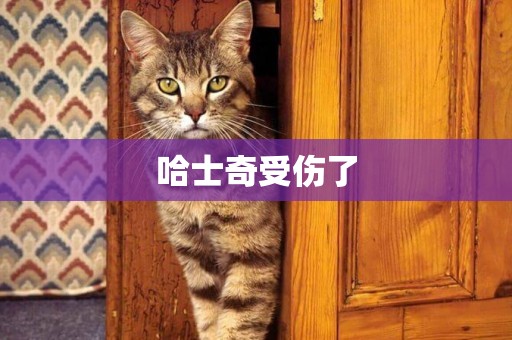 哈士奇受傷了