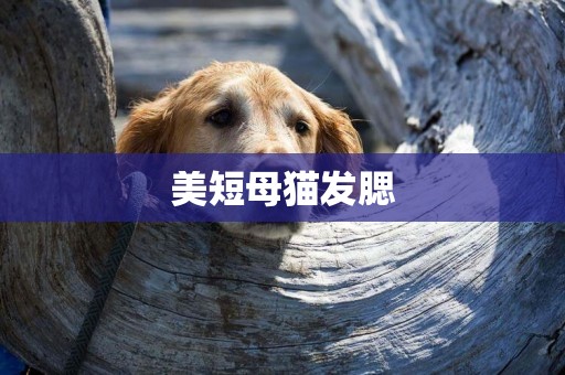 美短母貓發腮