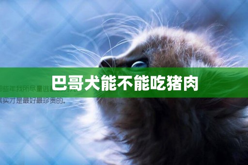 巴哥犬能不能吃豬肉