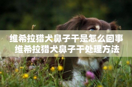 維希拉獵犬鼻子干是怎么回事 維希拉獵犬鼻子干處理方法