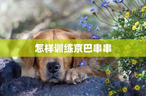 怎樣訓練京巴串串