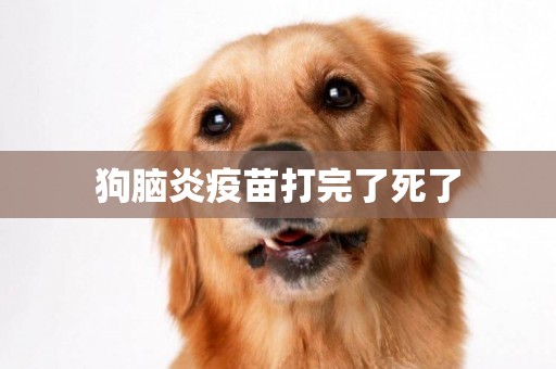 狗腦炎疫苗打完了死了
