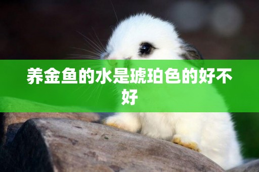 養金魚的水是琥珀色的好不好