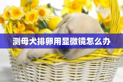 測母犬排卵用顯微鏡怎么辦