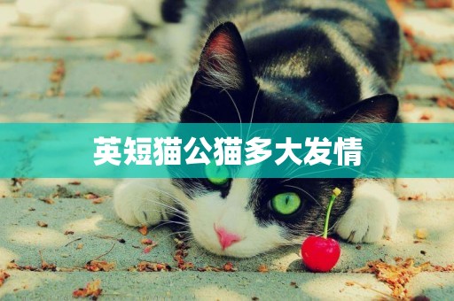 英短貓公貓多大發情