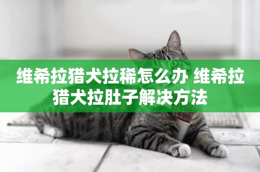 維希拉獵犬拉稀怎么辦 維希拉獵犬拉肚子解決方法