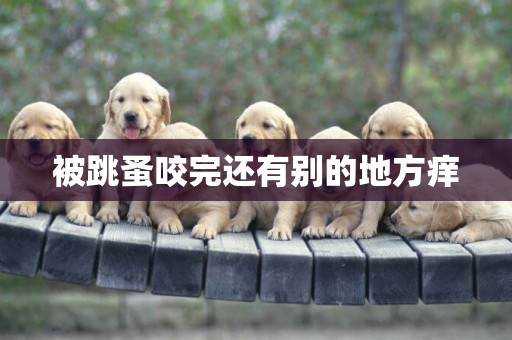 被跳蚤咬完還有別的地方癢