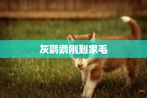 灰鸚鵡剛到家毛