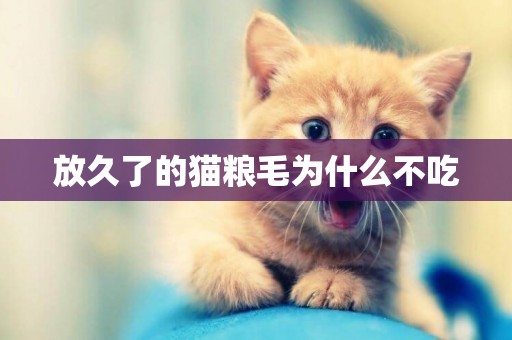 放久了的貓糧毛為什么不吃