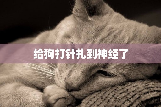 給狗打針扎到神經了